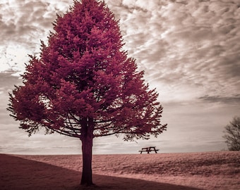 The Tree and the Table