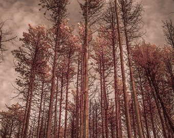 Forest trees surrounding the Quabbin Reservoir in Central Massachusetts