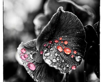 Colored Rain on a Black and White Flower