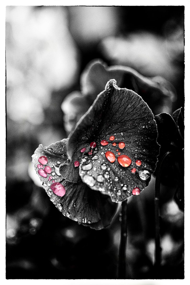 Colored Rain on a Black and White Flower image 1