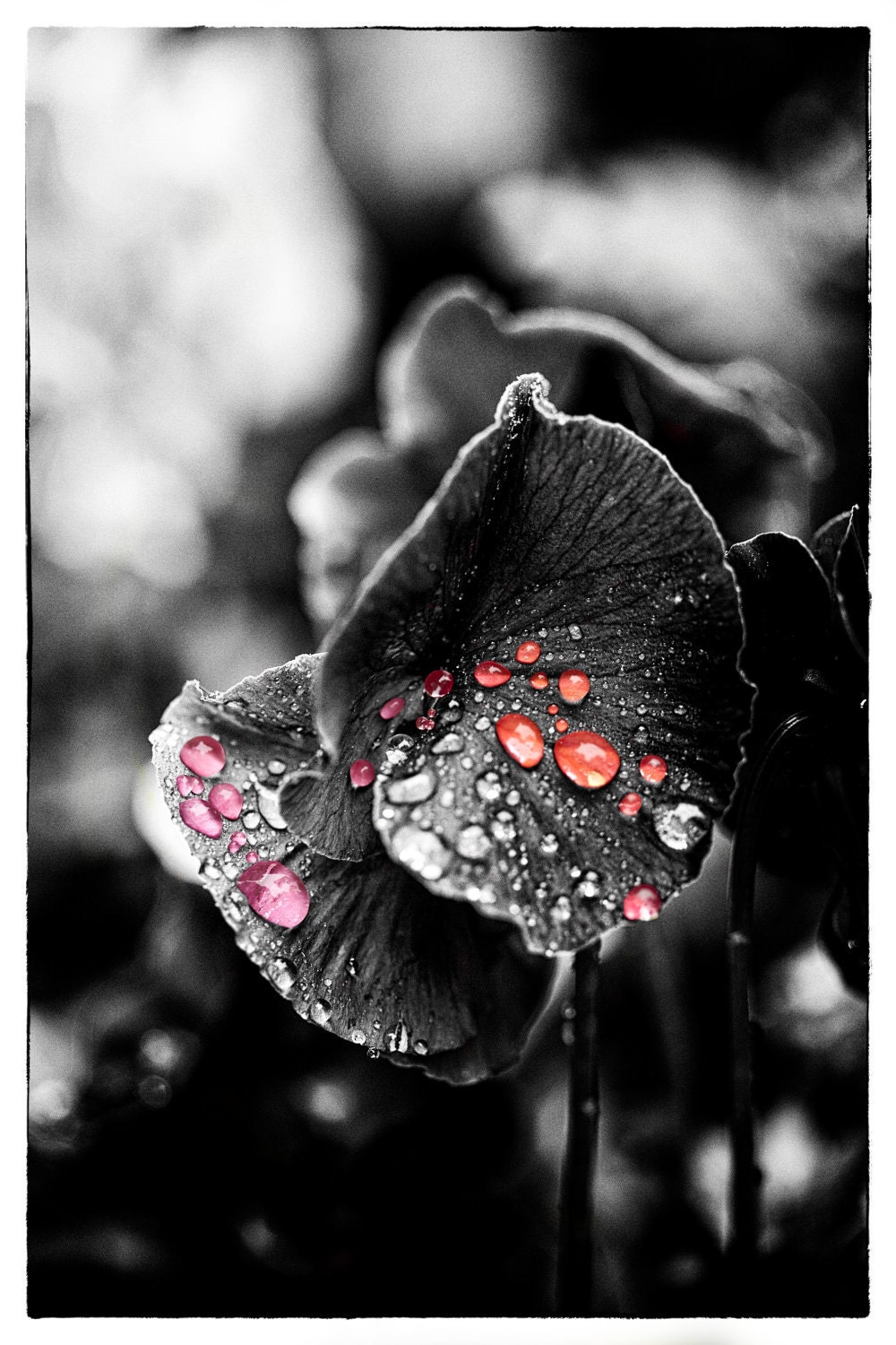 Colored Rain on a Black and White Flower Etsy