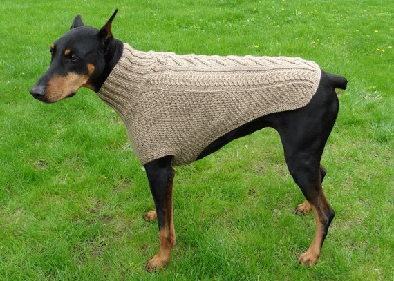 doberman in sweater