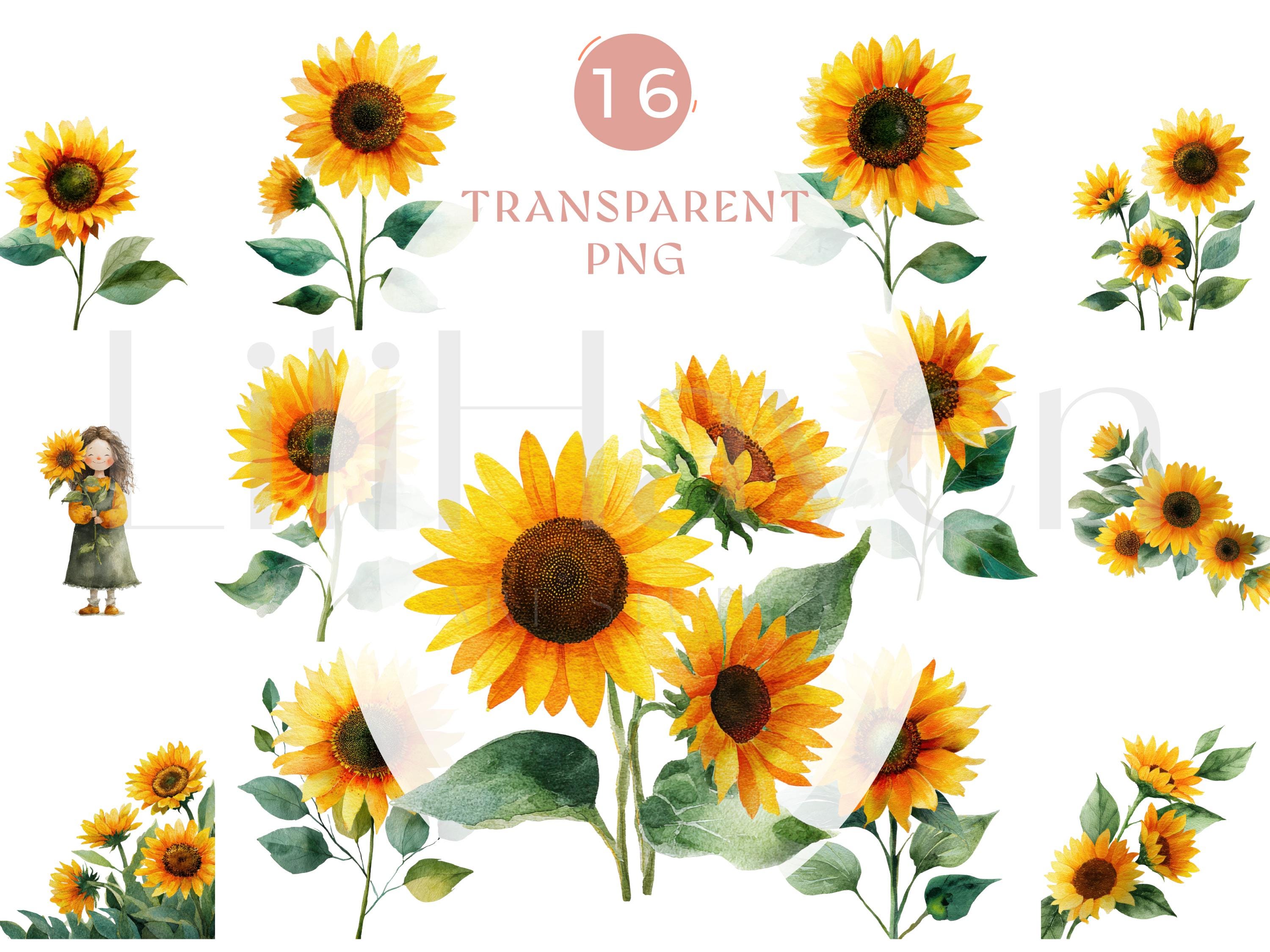 Watercolor Sunflower Clipart Set | 16 PNG Illustrations | Floral ...