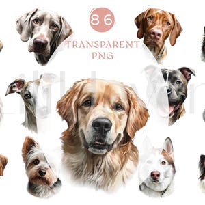 Może przedstawiać: Zbiór przezroczystych obrazów PNG przedstawiających różne rasy psów, w tym Golden Retriever, Husky i Pudel. Cyfrowe obrazy podkreślają indywidualne cechy i wyrazy każdego psa. Tekst "86 TRANSPARENT PNG" jest widoczny.