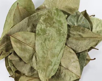SOURSOP LEAVES (JAMAICAN) 100+ Leaves