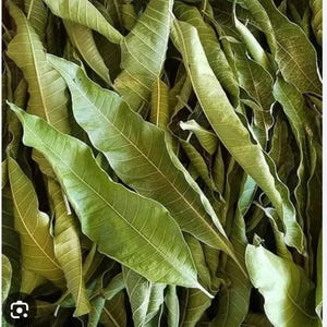 MANGO LEAVES DRIED