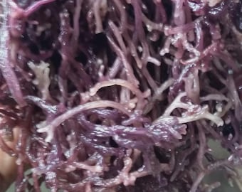 LARGE PURPLE GOLD Mix, Irish Sea Moss (Jamaican, Raw, Wild-crafted, Sea Moss/Irish Moss) Wholesale/Retail.