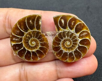 Natural Ammonite Fossil Pair: Gemstone Cabochons for Jewelry Making