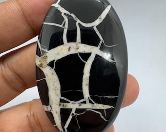 May include: Oval black gemstone with a distinctive white and tan web-like pattern. The polished stone has a glossy finish, highlighting the natural veining. A unique piece, ideal for jewellery or collecting.