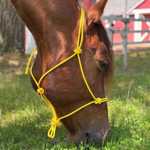 May include: A bright yellow rope halter worn by a brown horse grazing in a field. The halter is constructed from a single continuous cord featuring several secure knots at the cheek, nose, and chin areas to maintain its shape and fit.