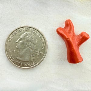 Puede incluir: Una vibrante rama de coral naranja junto a un cuarto de dólar estadounidense. El coral tiene una superficie texturizada y una estructura ramificada. La moneda muestra el perfil de George Washington y las palabras "Quarter Dollar".