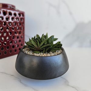 Minimalist entryway home decor office corporate gift with live succulents