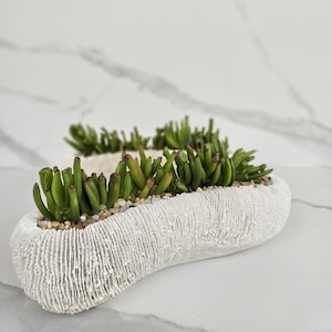 May include: A white, textured, oblong planter filled with green succulents and small pebbles. The planter has a coral-like appearance and sits on a white surface. The succulents have a vibrant green colour with reddish tips, creating a natural, decorative accent.