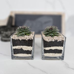 May include: Two square glass planters, each with a succulent plant. The planters have layers of soil and gravel. The succulents have green leaves with reddish tips. The background is blurred, with a framed picture visible.