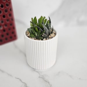 Succulent Arrangement in minimalist pot indoor plant gift and office or shelf decor