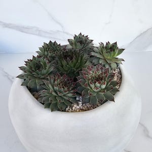 May include: A white, rounded ceramic planter filled with several dark green succulents. The succulents have reddish-purple tips and are surrounded by small, light-coloured pebbles. The planter sits on a white marble surface.