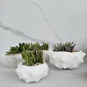 May include: Four small white textured planters, each holding a different variety of succulent plants. The planters have unique shapes, with one resembling a sea shell. The succulents are green and brown, and the planters are on a white surface.
