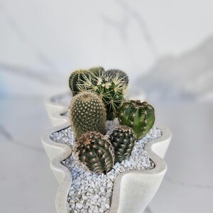 May include: A selection of small cacti in a distinctive, wavy-edged concrete planter. The cacti display green and brown tones and are set amongst white pebbles. The planter is on a white marble surface.