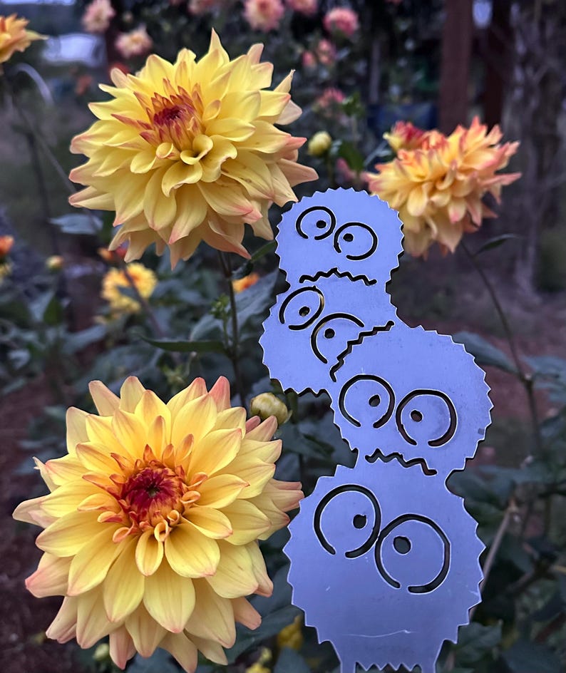K&ouml;nnte beinhalten: Nahaufnahme von gelben Dahlien mit roten Zentren und hellorangen Spitzen. Ein hellblauer Metall-Gartenstecker mit Cartoon-Gesichtern befindet sich im Vordergrund. Die Blumen befinden sich in einer Gartenumgebung.