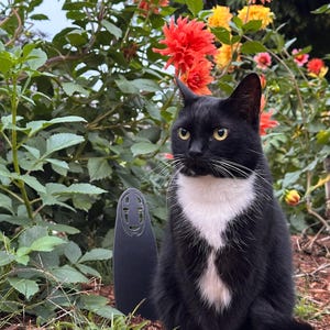 May include: A black and white cat with yellow eyes sits in front of a vibrant flower bush with red, orange, and yellow blooms. A black, stylized, decorative figure stands to the cat's left.
