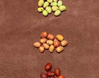 Mescal Bohnen (Gelb/Orange/Rot/Dunkelrot)