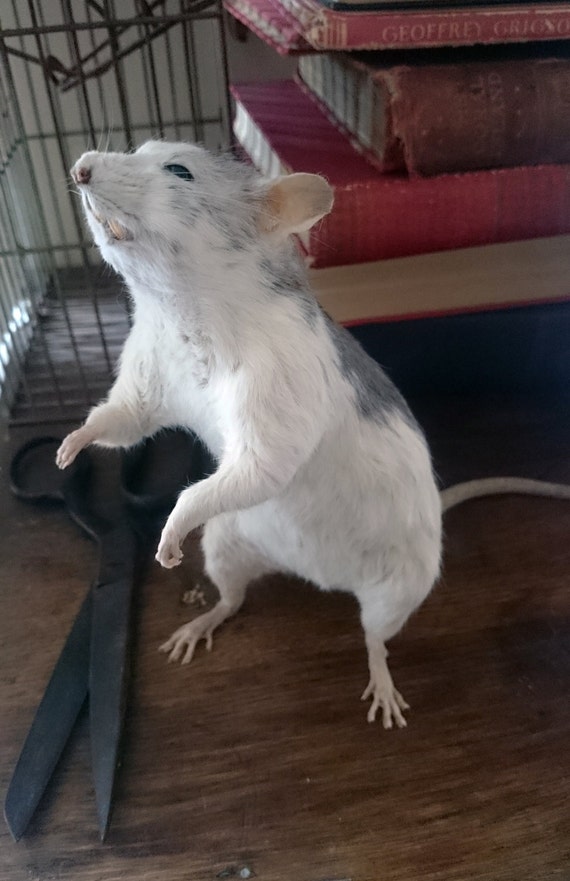 realistic stuffed rat