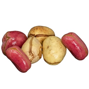 Noix de Cola | Snack Exotique | Vente En Lot | Noix Grillée | Snack Diaspora | Apéritif Exotique | Noix Lot | Cadeau Gourmand