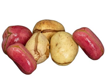 Nueces de cola frescas - Energía natural de la ceremonia africana | África Occidental | Lote NKOSI