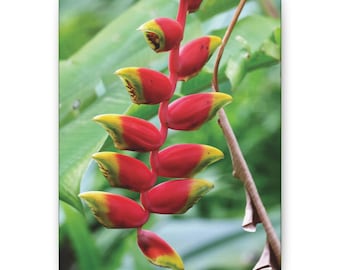 Canvas Stretched Wall Art, Red Crab Claw Flowers Home Decor, Ocean Theme Print, Coastal Beach House Decoration, Nautical Sea Life Poster,