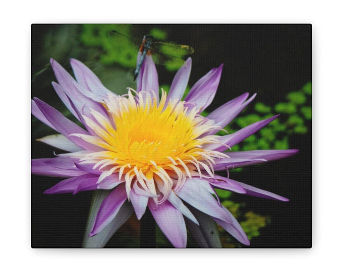 Canvas Stretched, Wall Art Purple Flower with Dragonfly, Floral Home Decor, Nature Lover Gift, Botanical Art Print, Garden Wall