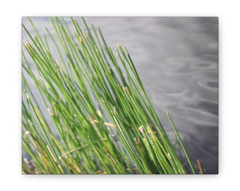 Cat Tails in a Pond Canvas