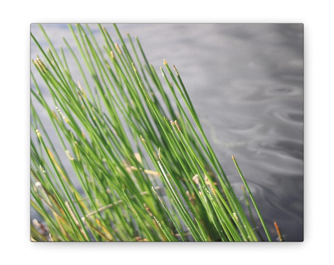 Cat Tails in a Pond Canvas