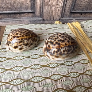 Tiger Cowrie Shells – Spotted Polished Natural Sea Shell Curio, Coastal Collector Decor