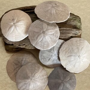 Sand Dollar Pendant old Orchard Beach - Etsy