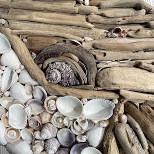 May include: A decorative wall art piece composed of light brown driftwood pieces arranged in layers, accented with a variety of white, cream, and grey seashells. A single dark, textured spiral shell is nestled within a curved driftwood frame.