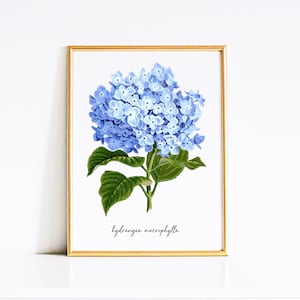 Blue Hydrangea Vintage Illustration Print - Printable Instant Download