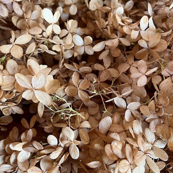 SALE: Dried Hydrangea Flowers - Stemless -Rustic