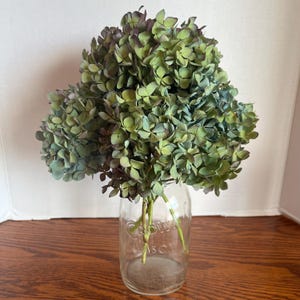 Dried Hydrangea Flowers, Hydrangea