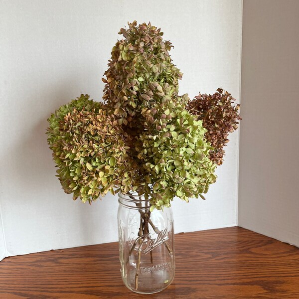 Dried Hydrangea Flowers