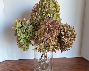 Dried Limelight Hydrangea Flowers