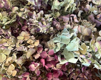 Dried Hydrangea Flowers - Stemless