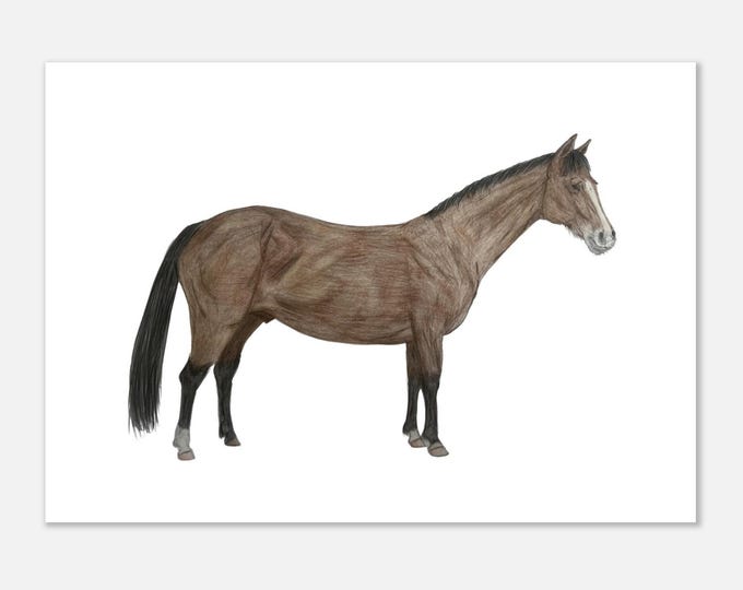 Sport Horse Fine Art Poster