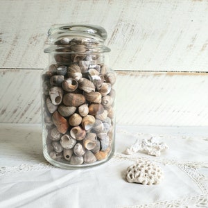 Apothecary Jar filled with Sea Shells , Decorative Jar with Shells , Vintage Beach House Coastal Decor image 1