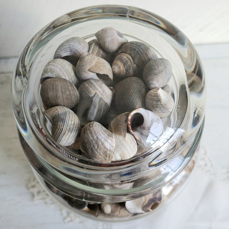 Apothecary Jar filled with Sea Shells , Decorative Jar with Shells , Vintage Beach House Coastal Decor image 9