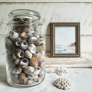 Apothecary Jar filled with Sea Shells , Decorative Jar with Shells , Vintage Beach House Coastal Decor image 7