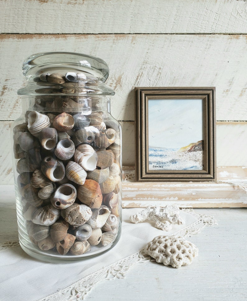 Apothecary Jar filled with Sea Shells , Decorative Jar with Shells , Vintage Beach House Coastal Decor image 7