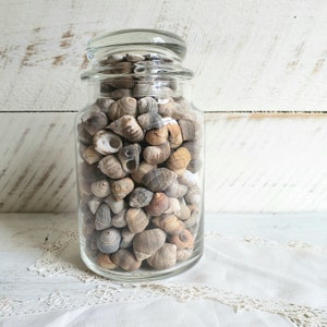 Apothecary Jar filled with Sea Shells , Decorative Jar with Shells , Vintage Beach House Coastal Decor image 6
