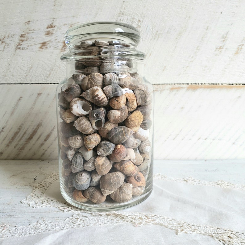 Apothecary Jar filled with Sea Shells , Decorative Jar with Shells , Vintage Beach House Coastal Decor image 6