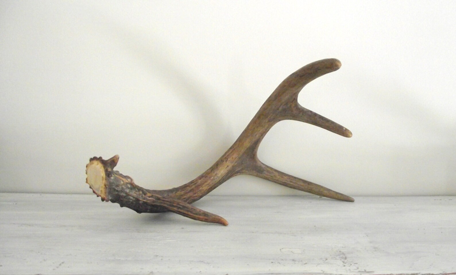 Deer Antler Wall Hanging Unique Vintage Display Rack Rustic Etsy