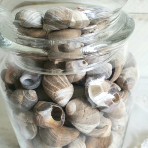 Apothecary Jar filled with Sea Shells , Decorative Jar with Shells , Vintage Beach House Coastal Decor image 5